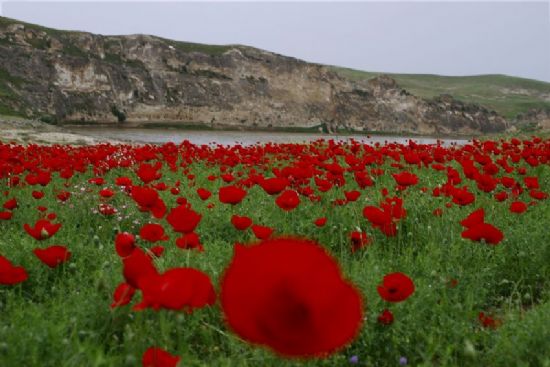 Dicle’nin Gelinleri