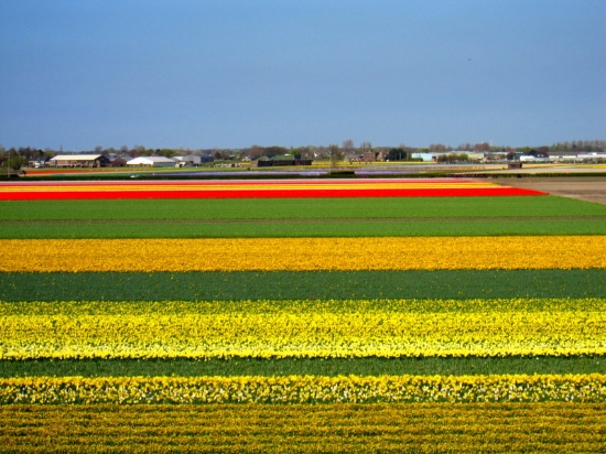 Ovalarda Laleler, Hollanda