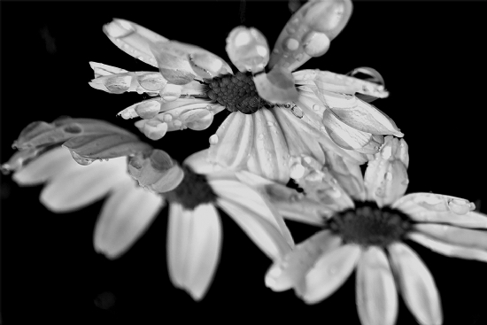 Üstümüze Tazelik Yağarken