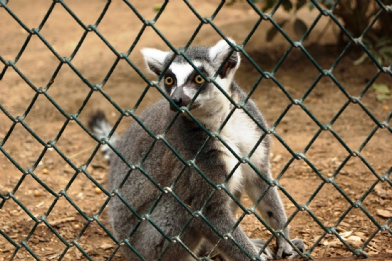 Esaret Ve Lemur