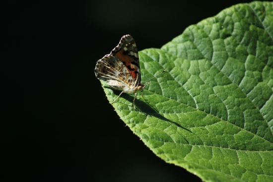 (vanessa Cardui )