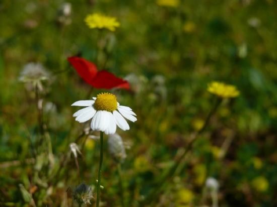 Nevruz