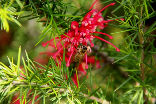 Grevillea Ve Ar