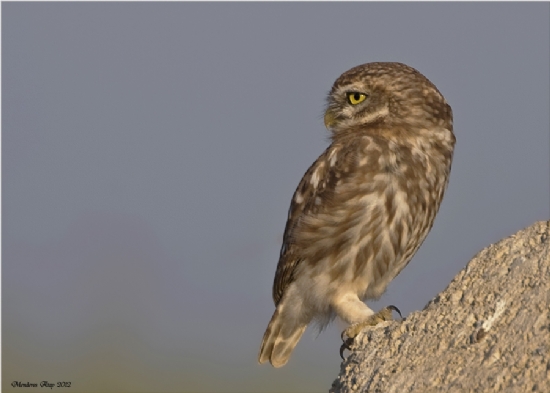 Kukumav Little Owl / Athene Noctua