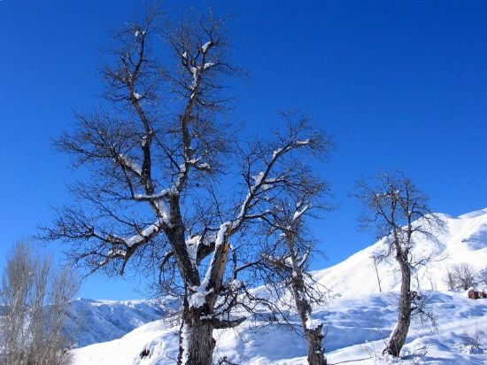 Maviye alar Gzlerin