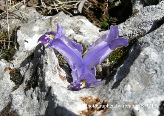 Iris Stenophylla Subsp.   Allisonii