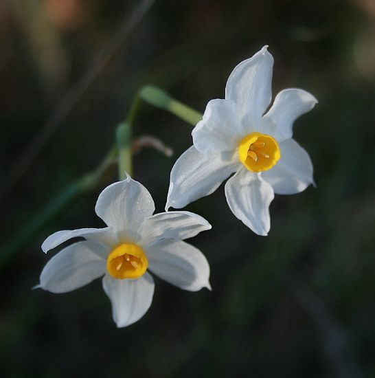 Narcissus