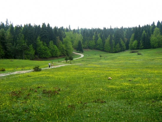 Abant-sinekli Yaylas