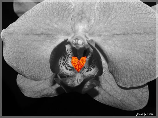 Orkidenin Kalbi
