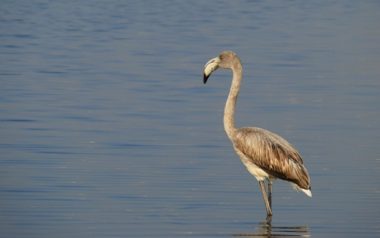 Gen Flamingo