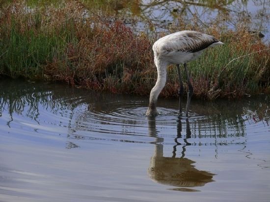 Flamingo