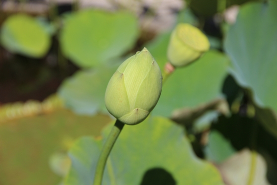 Amam Lotus