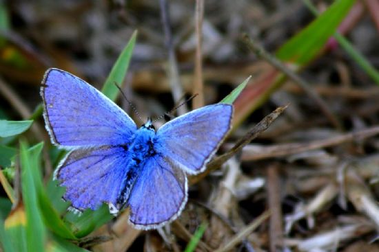 Polyommatus Bellargus