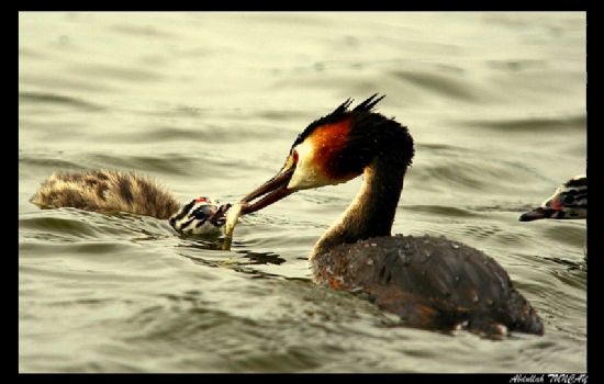 Bahri ( Podiceps Cristatus )