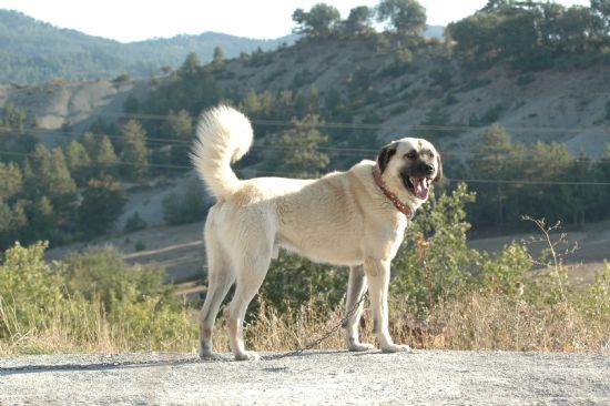 Kangal