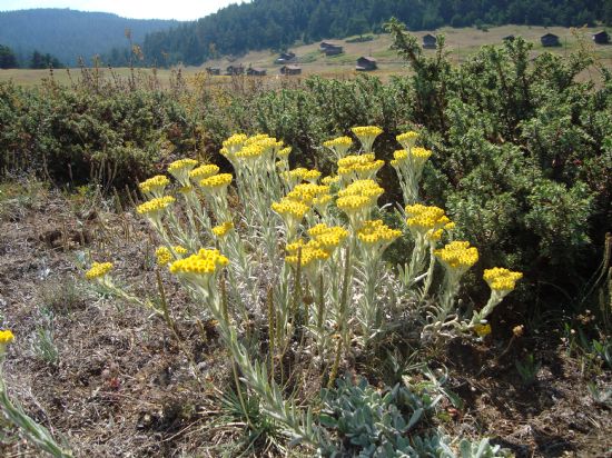 Yayla