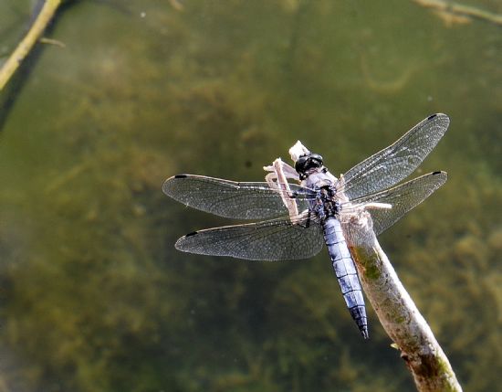 Dragonfly1