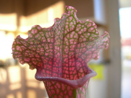 Sarracenia