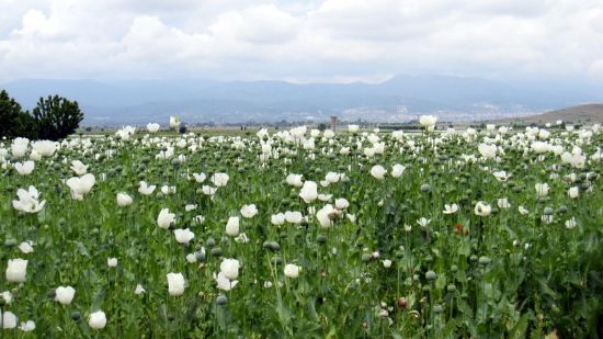 Afyon iekleri