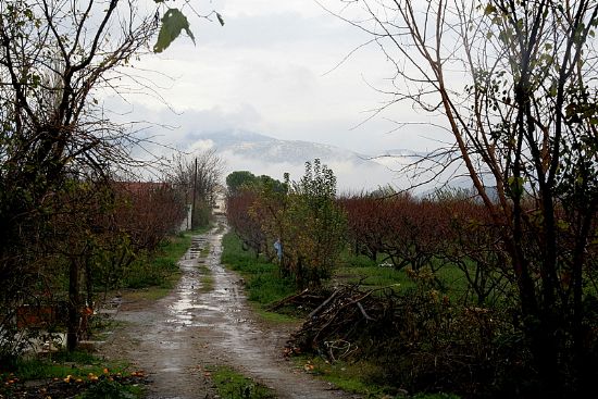 Ayva Sar,nar Krmz...