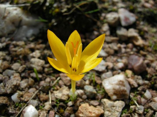 Crocus Chrysanthus