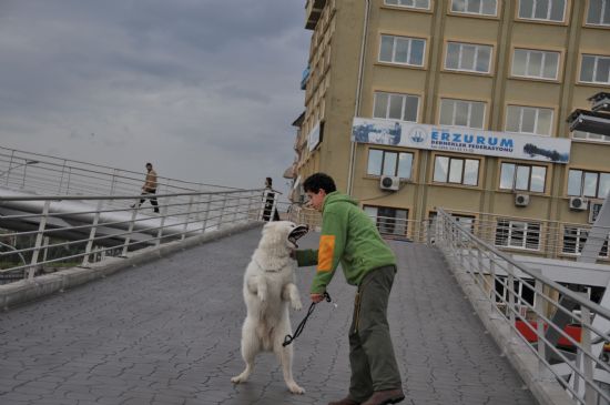 Korkulacak Gibi Deil