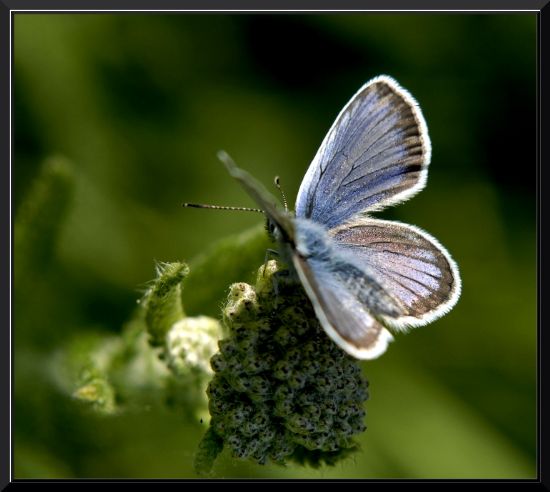 Plebejus Argus