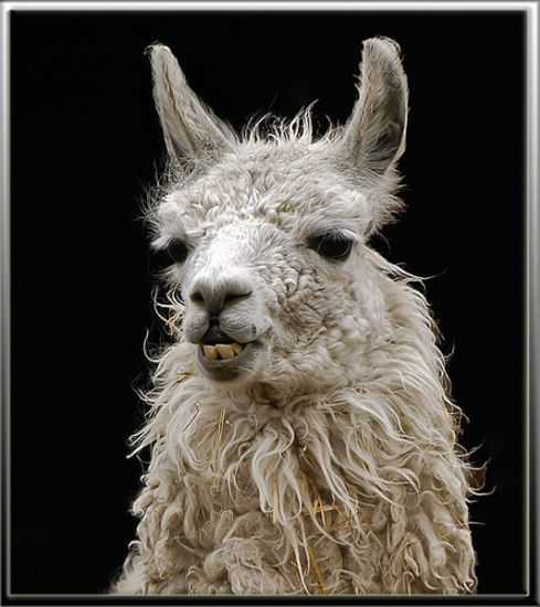 Lama Portre