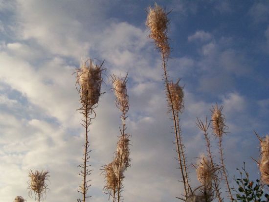 Bulutlar Yakalamak