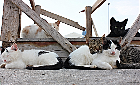 Aile Tablosu :)