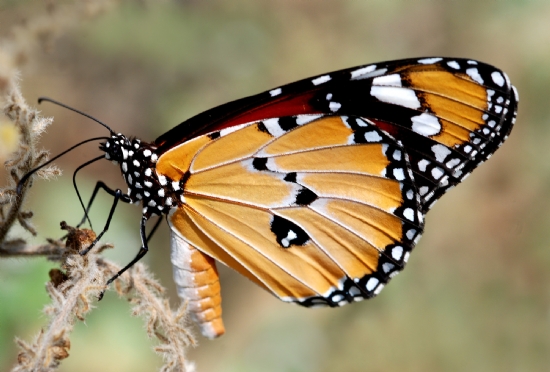 Sultan (danaus Chrysippus)