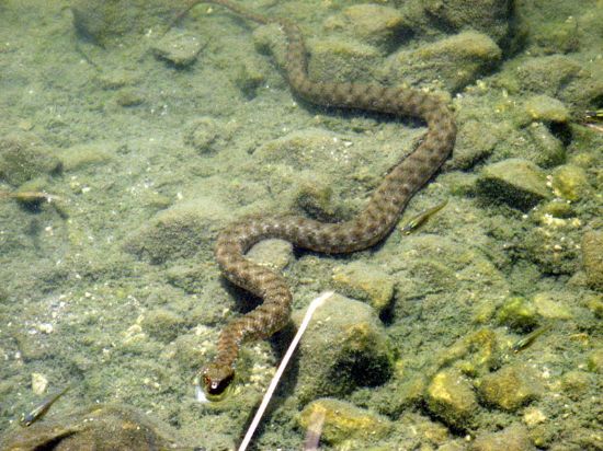 Natrix Tessellata