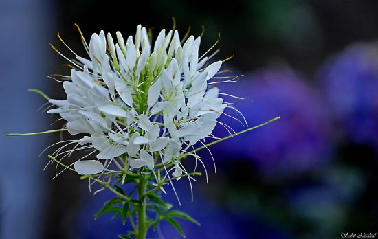 Cleome Spinosa Sparkler