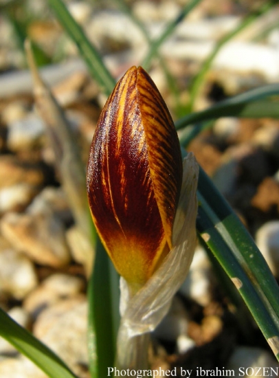 Crocus Olivieri Subsp.  Balansae