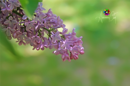 Leylak iei (lilac Flower)