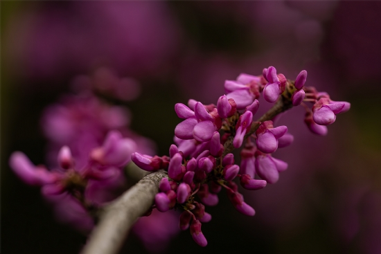 Dolup Ta�an Dallar�yla Bereket