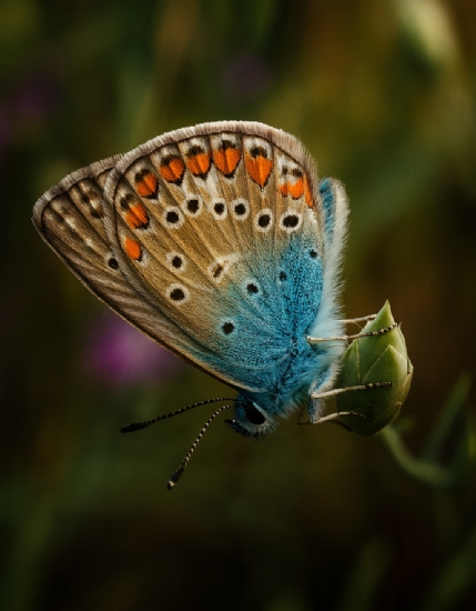 Kelebek (�ok G�zl� Mavi)