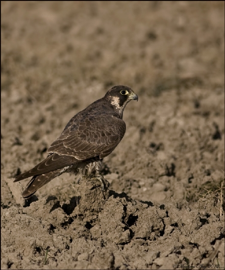 Gkdoan Peregrine Falcon / Falco Peregrinus