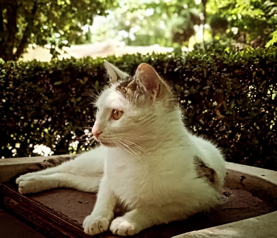 Kedi