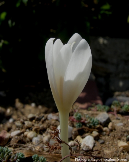 Colchicum Kotschyi