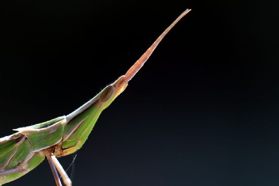 Ekin ekirgesi (acrida Bicolor)