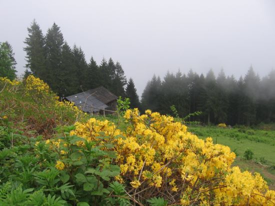 Karadeniz’imin Dumanl Dalar