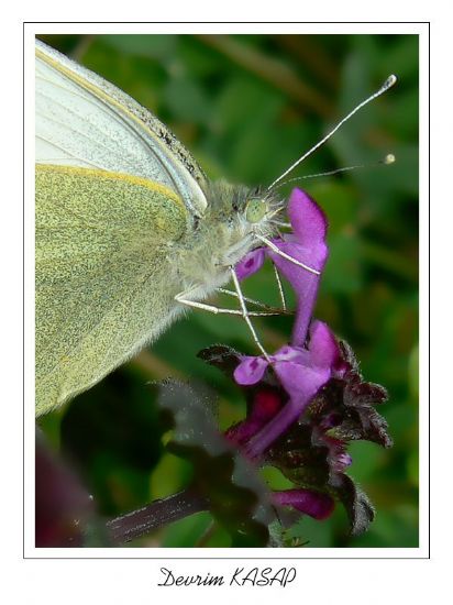 Pieris Brassicae - Byk Benekli Melek