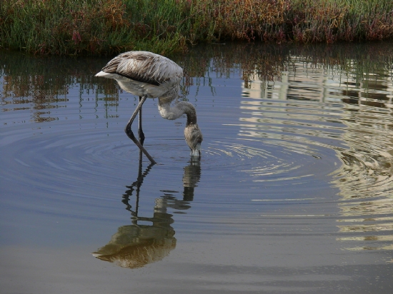 Flamingo