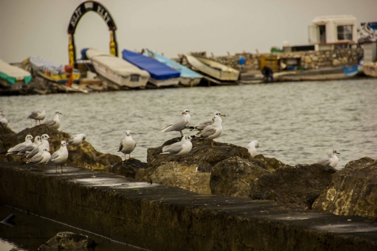 Kular Ve Deniz