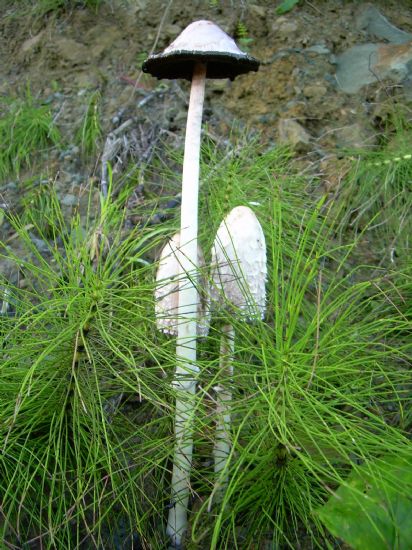 Psteki Mantar (coprinus Comatus)