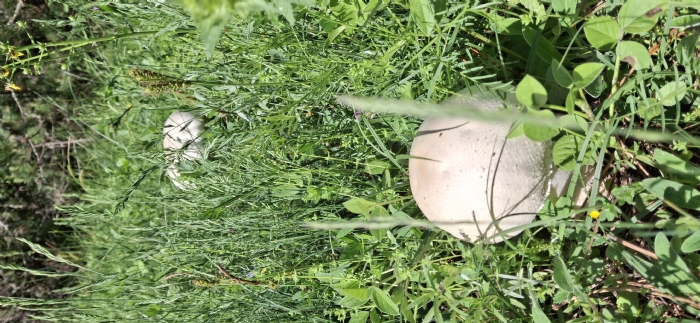 Doğadan Kültür Mantarı