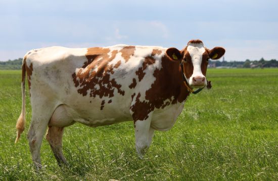 Holstein nekleri