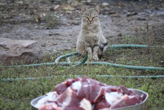 Kurban Ve Kedi