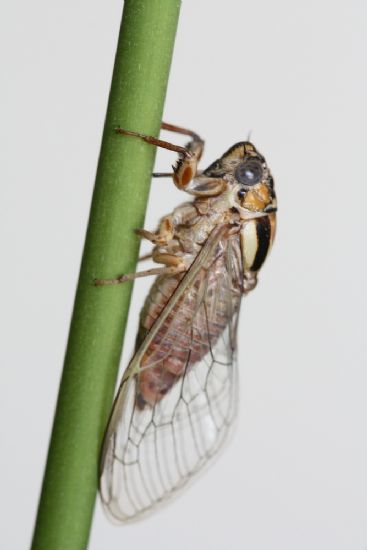 Cicadella Viridis